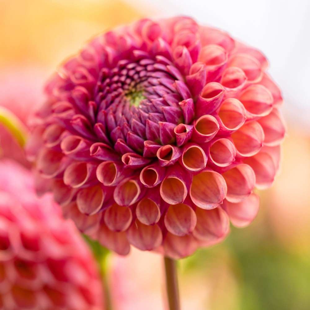 Dahlia 'Caitlin's Joy'